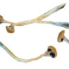 Brazilian Magic Mushrooms