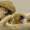 Buy Transkei Magic Mushroom