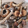 Buy Psilocybe Stuntzil