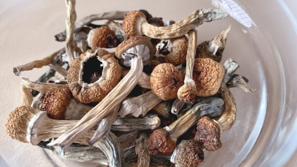 Buy Psilocybe Stuntzil