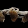 Mazatapec Magic Mushroom