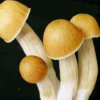 Buy Psilocybe Cubensis + Mushroom Spores