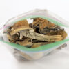 Psilocybe Mckennaii