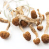 Psilocybe Mexicana