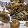 Buy Psilocybe Weilii